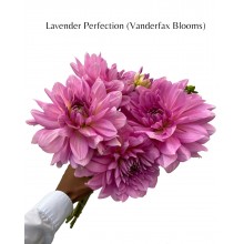 Dahlia Lavender Perfection