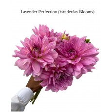 Dahlia Lavender Perfection