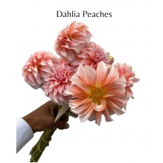 Dahlia Peaches 