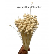 Preserved Bleached Amarellino 