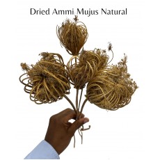 Dried Ammi Mujus Natural