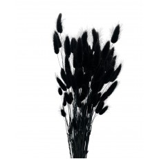 Dried Lagurus  - Black