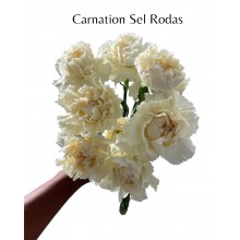 Carnation - Sel Rodas