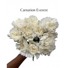 Carnation - Everest