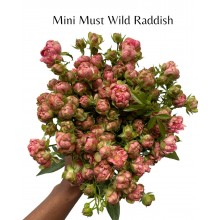 Mini Must Wild Raddish