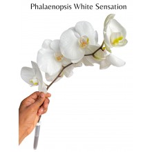 Phalaenopsis - White Sensation 