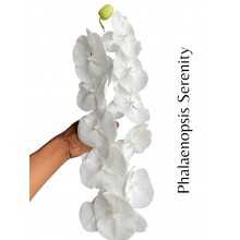 Phalaenopsis Pure White - Serenity 