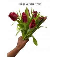 Tulip - (Fr) Versaci 38cm