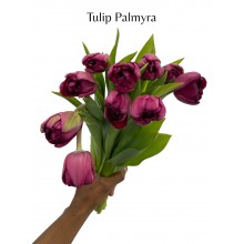 Tulip - (Du) Palmyra 38cm 