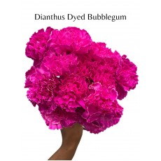 Carnation Dyed Bubblegum