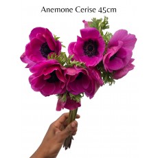 Anemone Cerise Pink