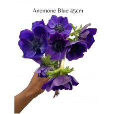 Anemone Dark Blue 