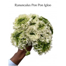 Ranunculus Pon Pon Ex Igloo Ranunculus Pon Pon Ex Igloo