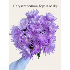 Chrysanthemum Topsin Milky 