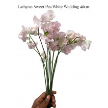 Lathyrus (Sweet Pea ) White Wedding 