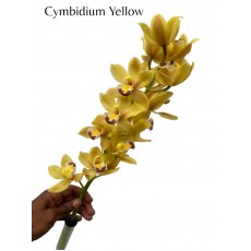 Cymbidium Mini Mixed - Yellow