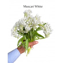 Muscari White Muscari White