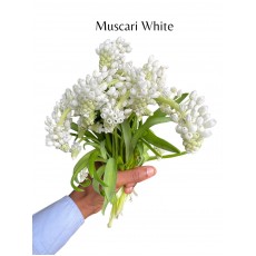 Muscari White