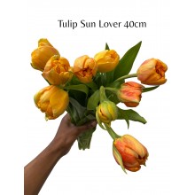 Tulip - (Du) Sun Lover 40cm 