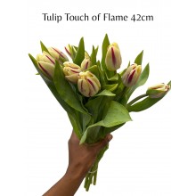 Tulip Touch of Flame 