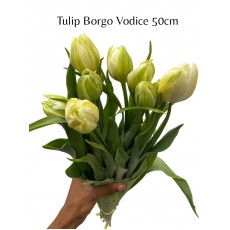 Tulip - Borgo Vodice 50cm