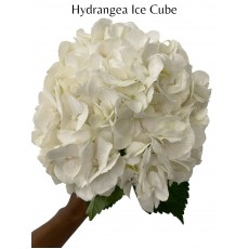 Hydrangea - Ice Cube