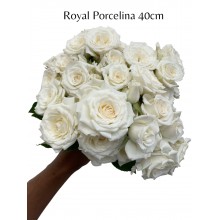 Royal Porcelina
