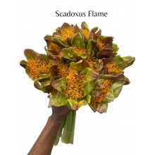Scadoxus Flame Light Orange 