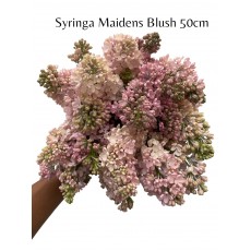Syringa Maidens Blush - Light Pink