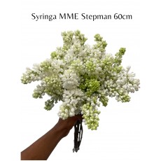 Syringa MME Stepman - White
