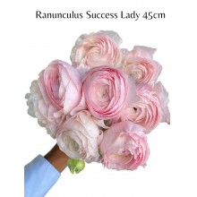 Ranunculus Success Lady 45cm
