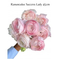 Ranunculus Success Lady 45cm