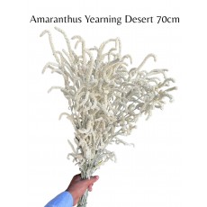Amaranthus Yearning Desert