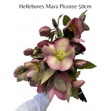 Hellebores Mara Picotee 50cm