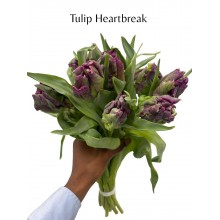 Tulip - (Fr) Heart Break