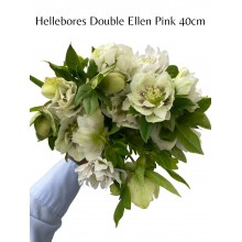 Hellebores Double Ellen Pink 40cm