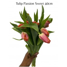 Tulip Passion Sweet 40cm