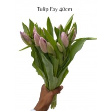 Tulip - Fay 40cm