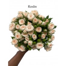 Roslin 2