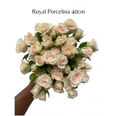 Royal Porcelina 2