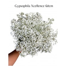  Gypsophila X-lence 60cm white