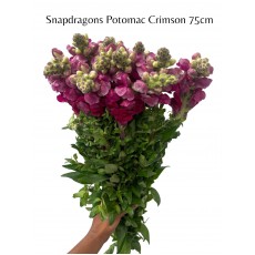 Antir Snapdragons Potomac Crimson 75cm