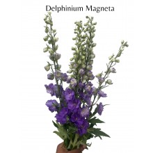 Delphinium Magneta