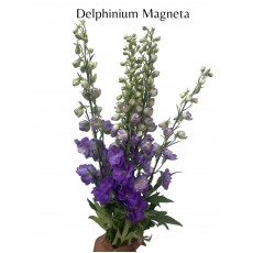 Delphinium Magneta