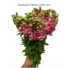 Antir Snapdragons Monaco Violet  75cm