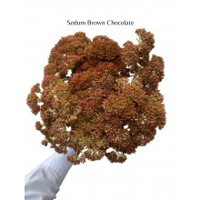 Sedum Brown Chocolate  