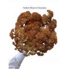 Sedum Brown Chocolate  