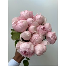 Peony Pink 