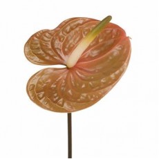 Anthurium Prestige 