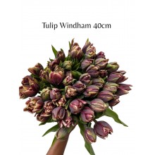 Tulip (du)  Windham 40cm